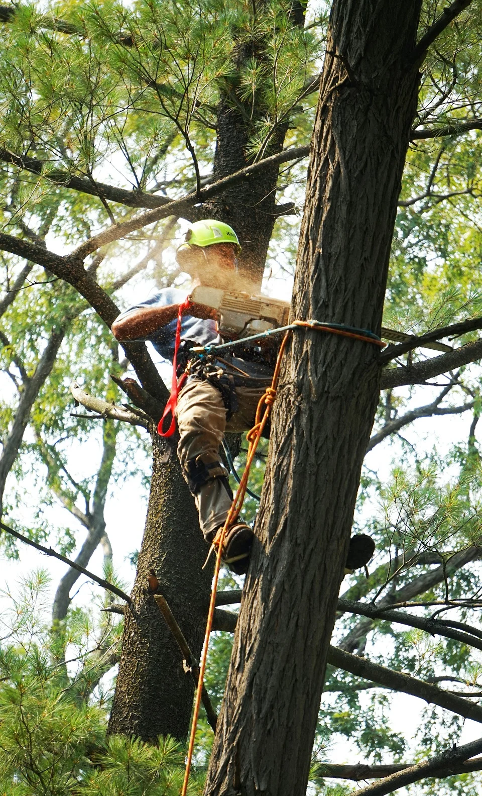 tree-removal-services